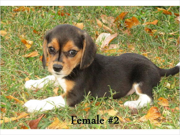 Xmas Beagle Puppies Ready Now - Singapore Pets Listings | Sg Pets